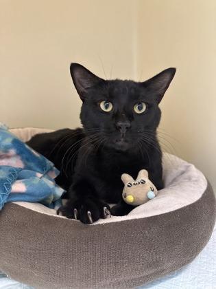 Yamaha, a Adoptable mixed breed in King William, VA image 2/2