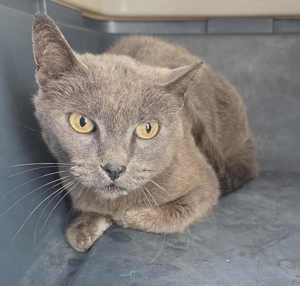 26-03-0831a Carl, Adoptable, Adult Male Domestic Short Hair.