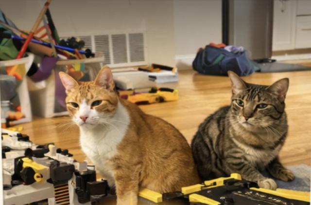 Enlarge Kona & Maui, a ADOPTABLE Domestic Short Hair in Waltham, MA image 4/5