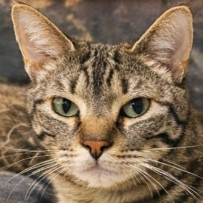 Enlarge Kona & Maui, a ADOPTABLE Domestic Short Hair in Waltham, MA image 2/5