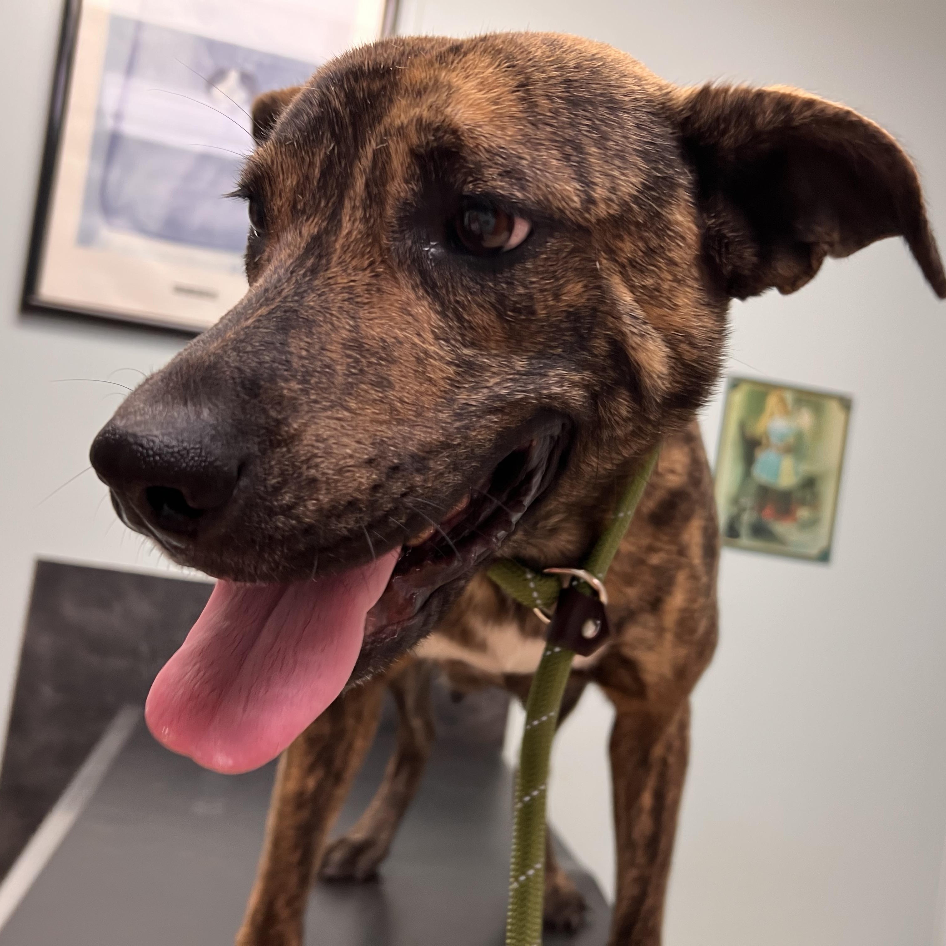 Enlarge RITA, a Adoptable mixed breed in Shawnee, OK image 2/6