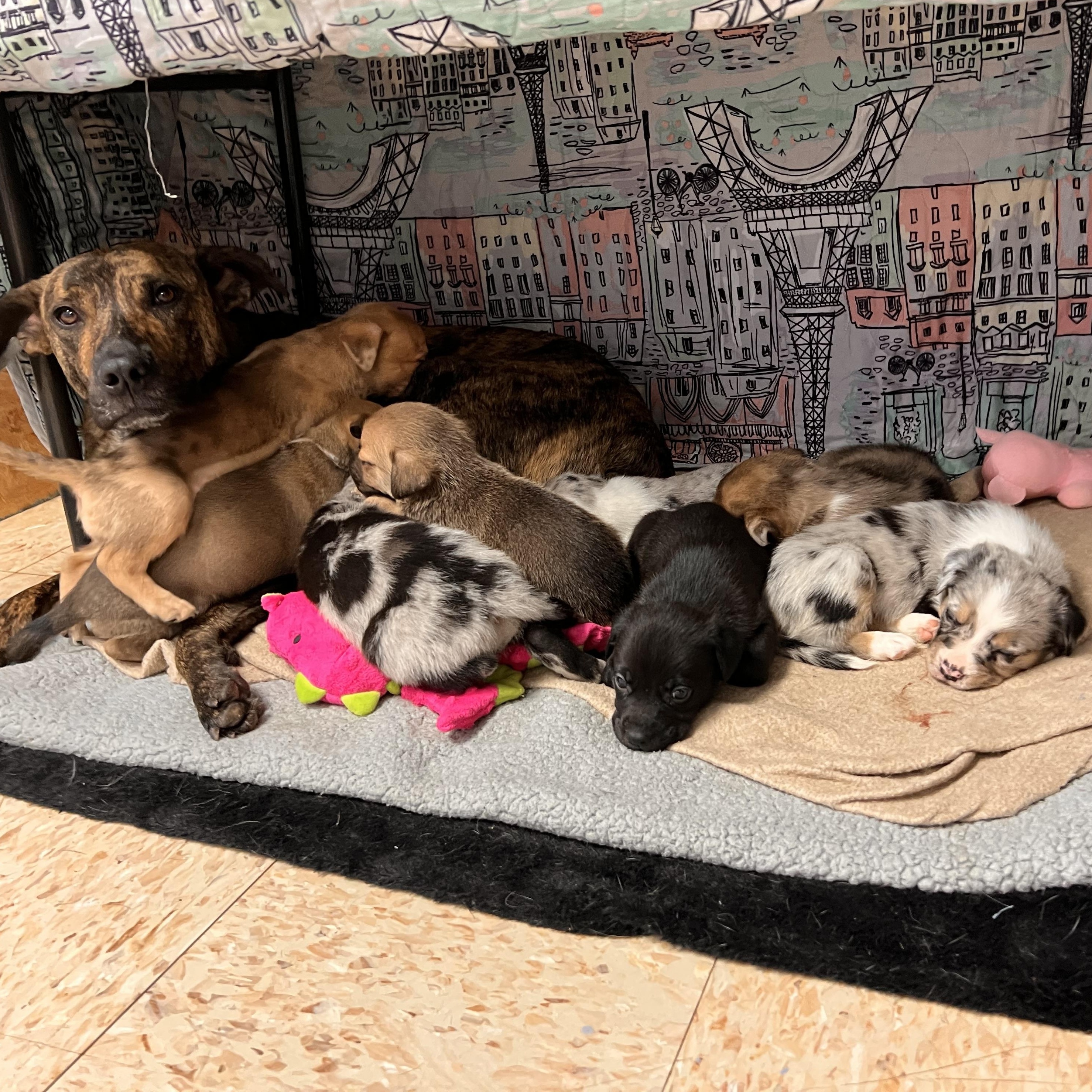 Enlarge RITA, a Adoptable mixed breed in Shawnee, OK image 5/6