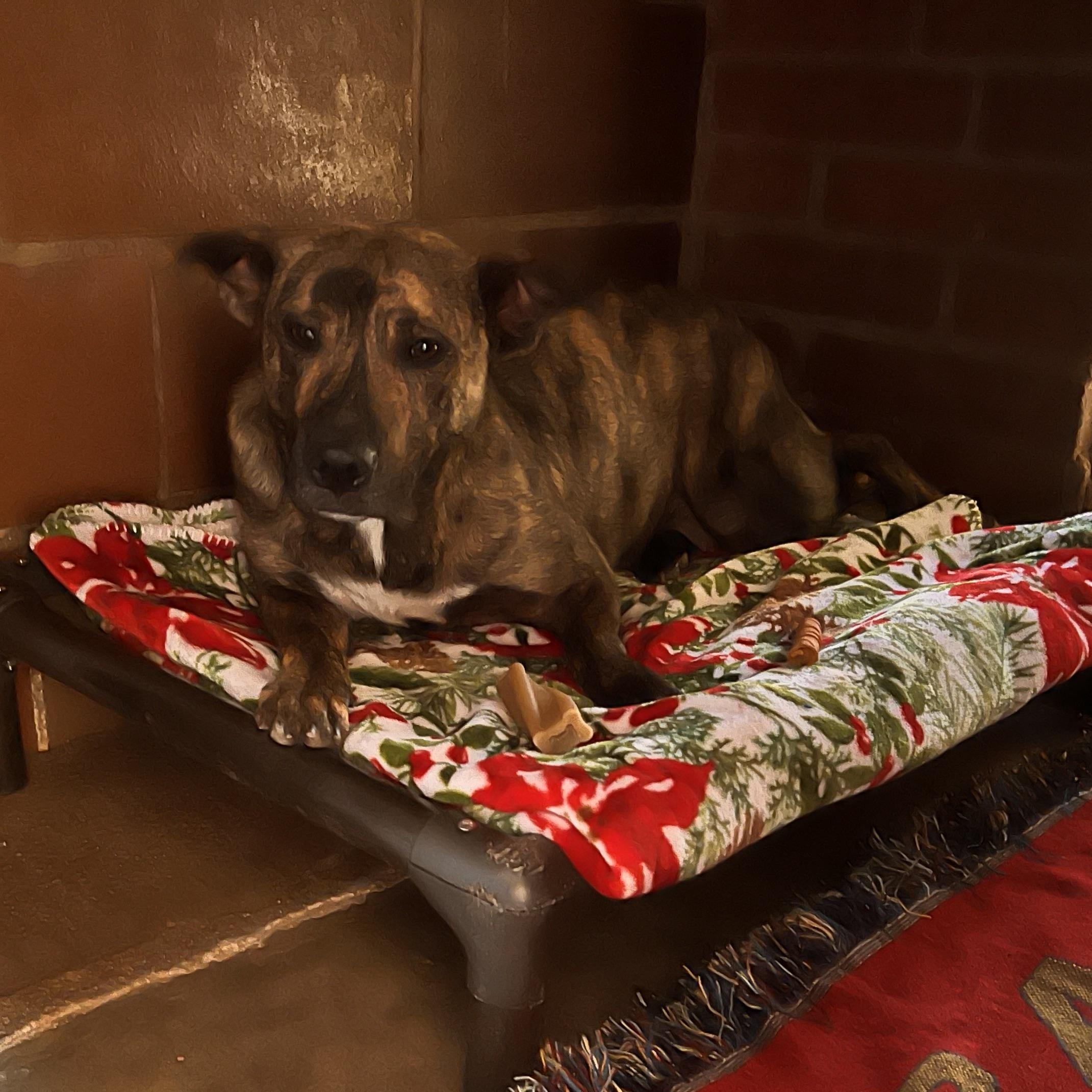 Enlarge RITA, a Adoptable mixed breed in Shawnee, OK image 3/6