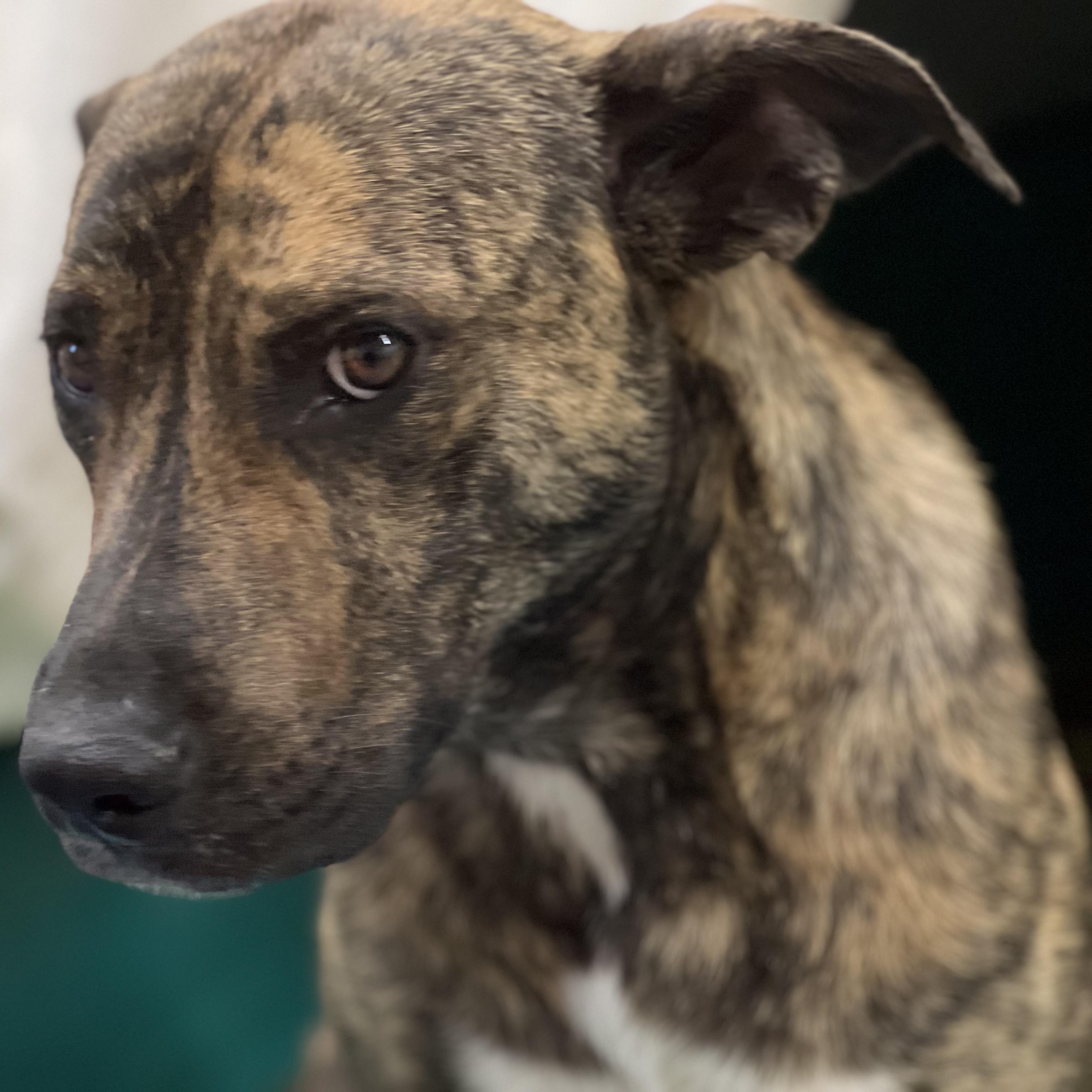 Enlarge RITA, a Adoptable mixed breed in Shawnee, OK image 4/6