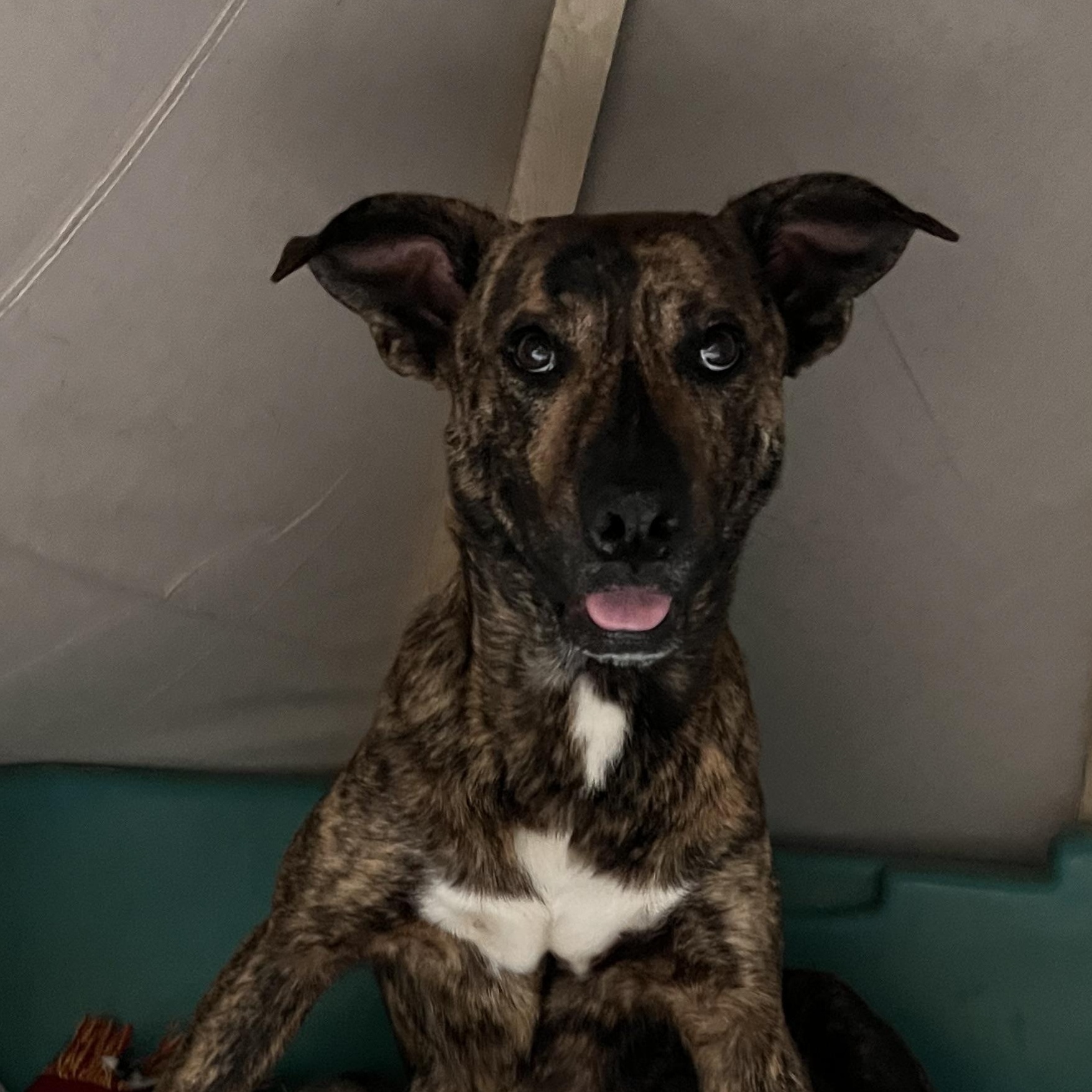 Enlarge RITA, a Adoptable mixed breed in Shawnee, OK image 6/6