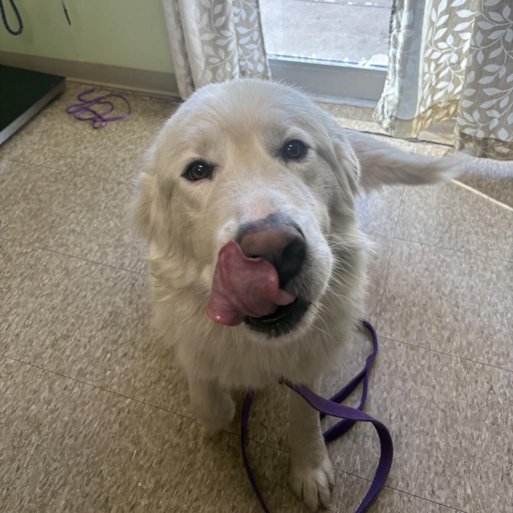 Enlarge Yeti, a Adoptable Great Pyrenees in Warren, PA image 1/2