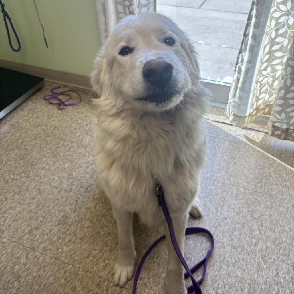 Enlarge Yeti, a Adoptable Great Pyrenees in Warren, PA image 2/2