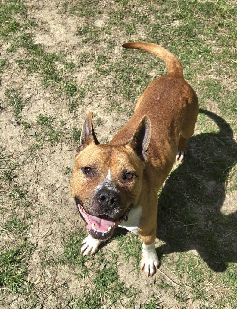 Enlarge DA 1 Jerry, a Adoptable Pit Bull Terrier in Glen Allen, VA image 1/3