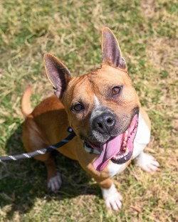 DA 1 Jerry, Adoptable, Adult Male Pit Bull Terrier.