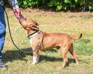 Enlarge DA 1 Jerry, a Adoptable Pit Bull Terrier in Glen Allen, VA image 2/3