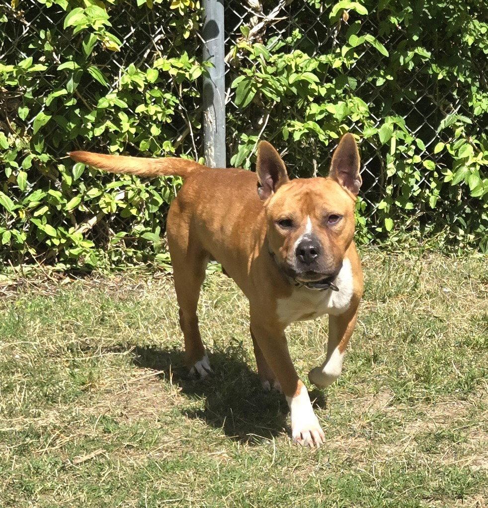 Enlarge DA 1 Jerry, a Adoptable Pit Bull Terrier in Glen Allen, VA image 3/3