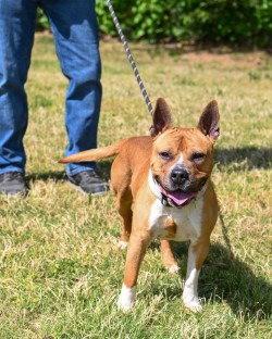 Enlarge DA 1 Jerry, a Adoptable Pit Bull Terrier in Glen Allen, VA image 3/3