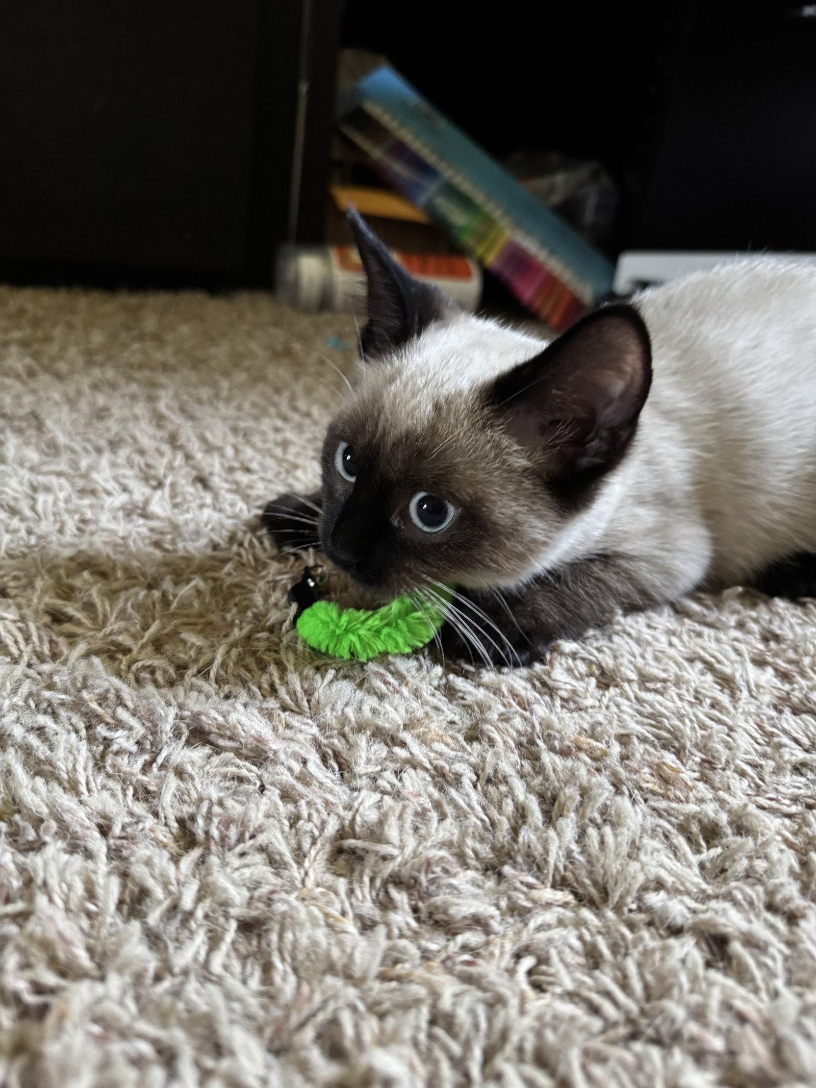 Titan, Adopted, Kitten Male Siamese.