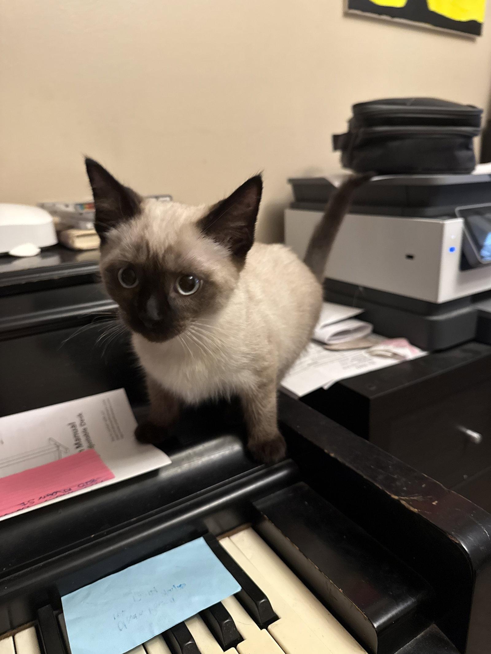 Enlarge Titan, a Adopted Siamese in Cincinnati, OH image 2/3