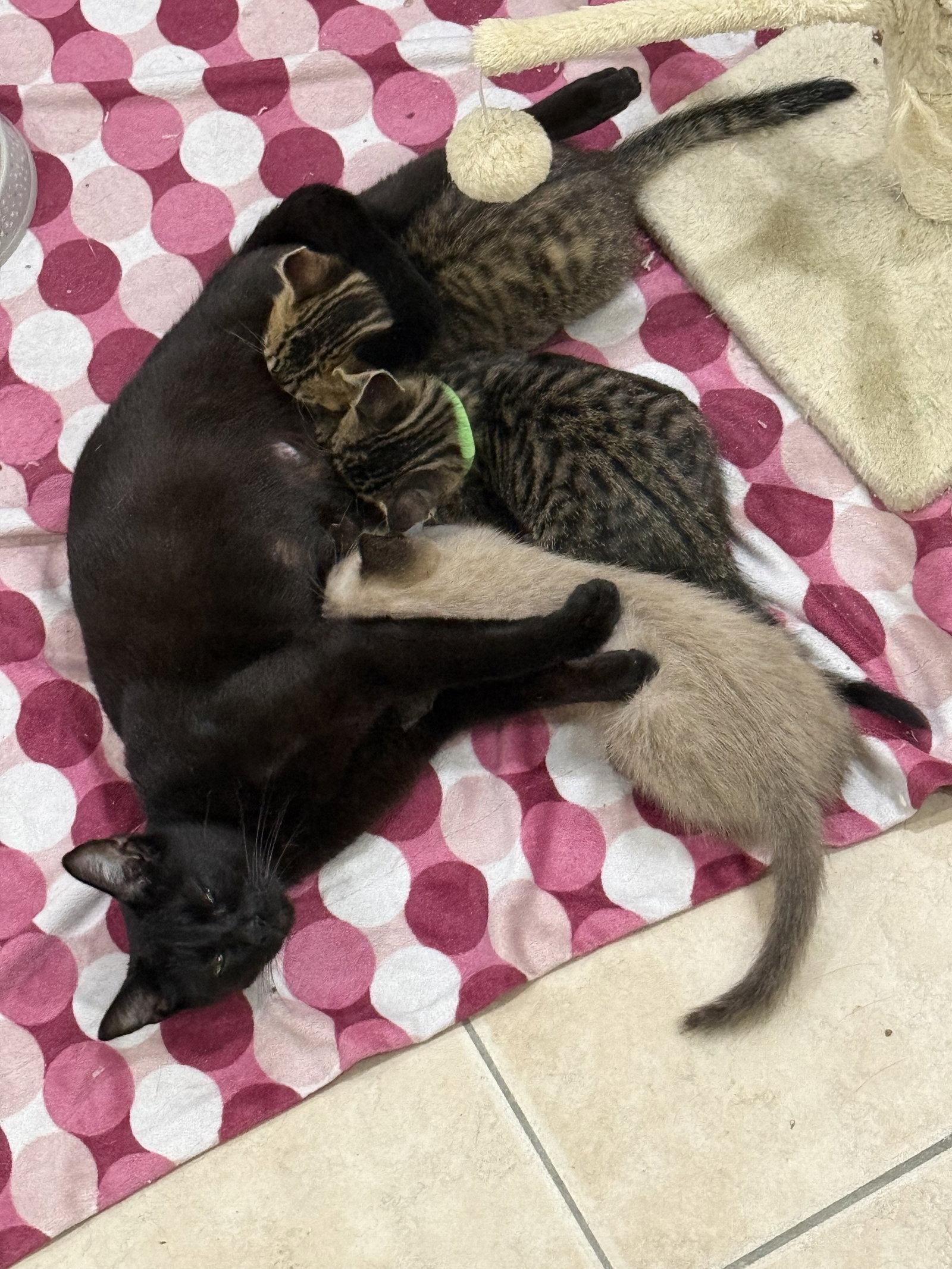 Enlarge Titan, a Adopted Siamese in Cincinnati, OH image 3/3