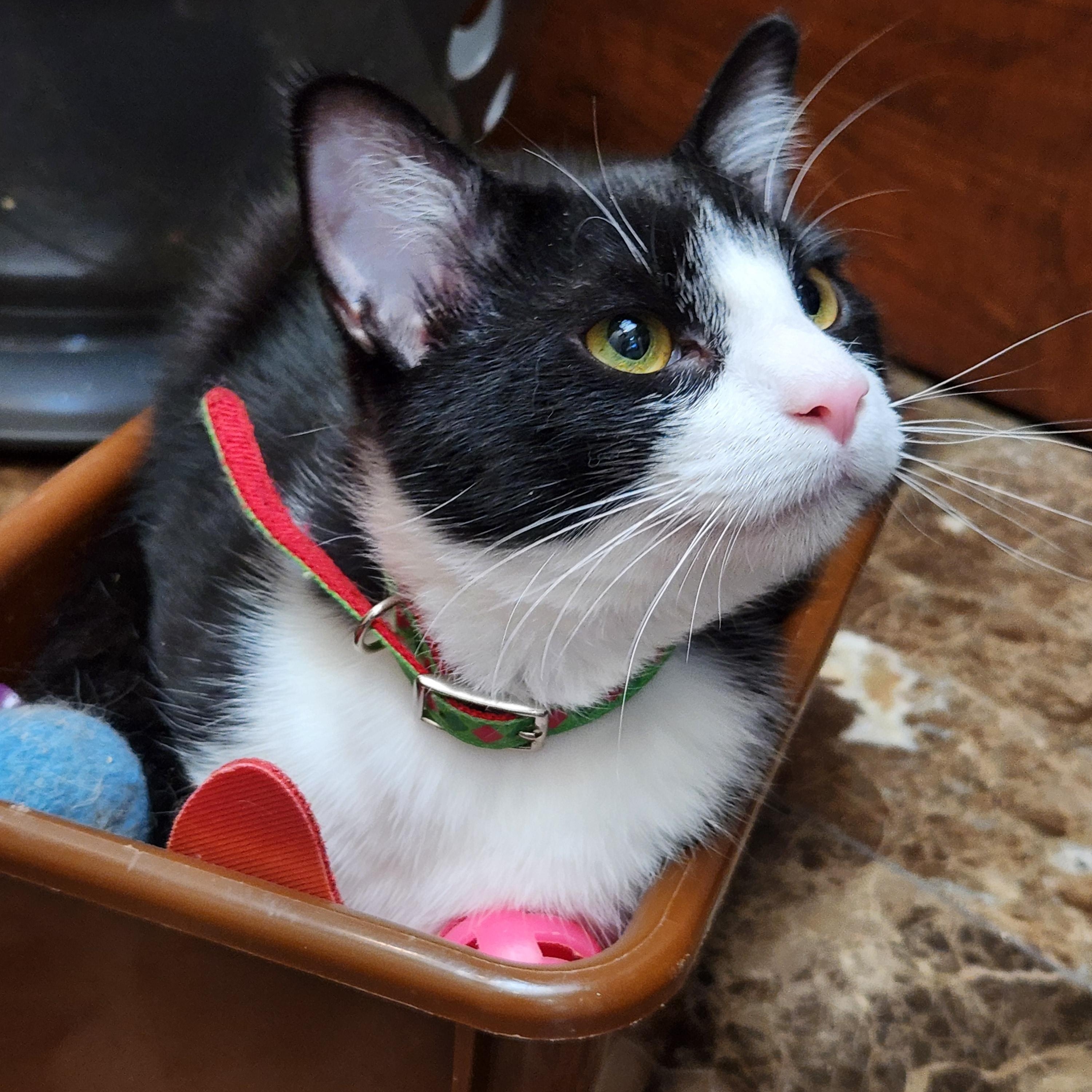 Enlarge Artemis, a Adopted Domestic Short Hair in Oklahoma City, OK image 2/3