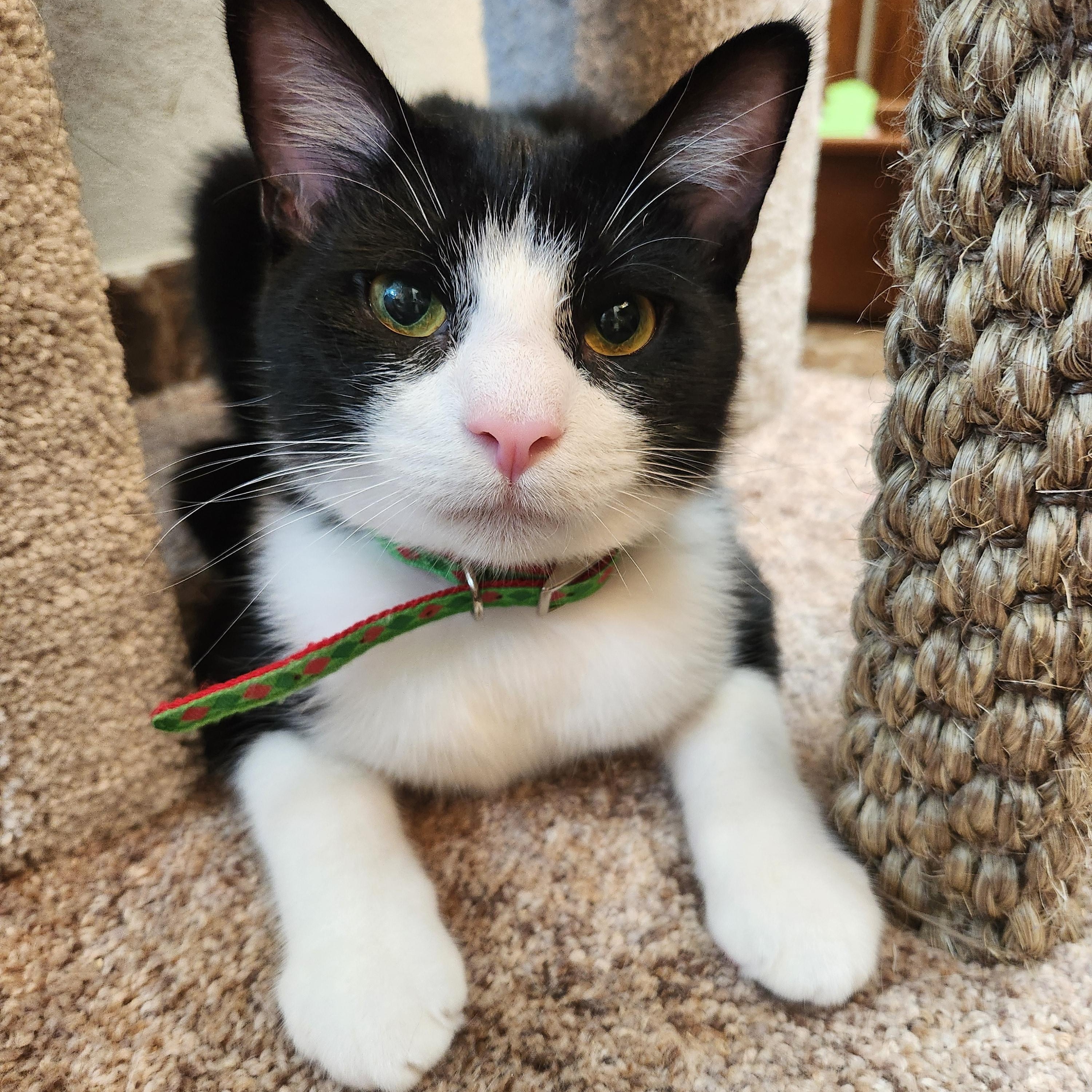 Artemis, Adopted, Young Male Domestic Short Hair.