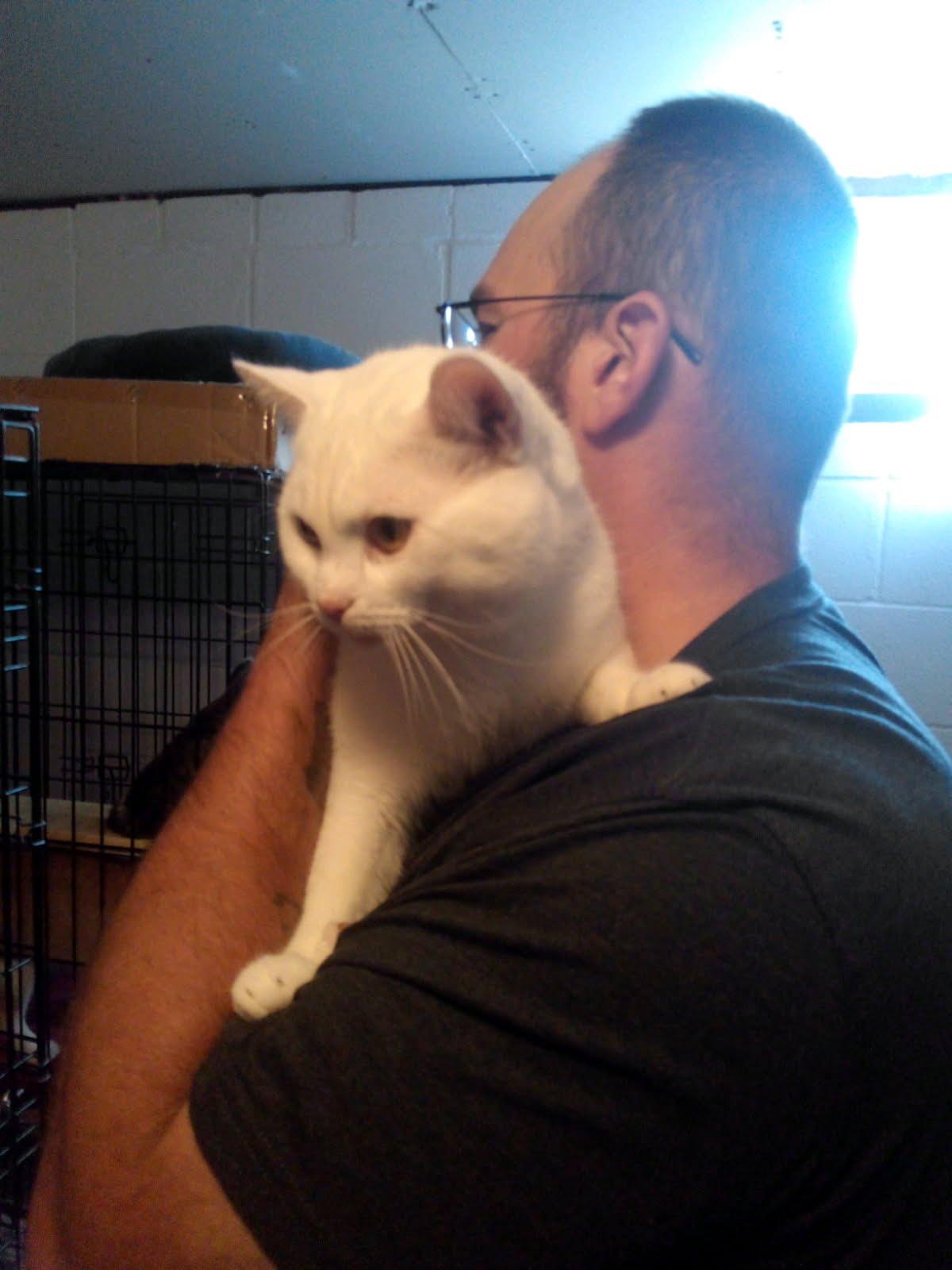 Enlarge Titan, a Adopted Domestic Short Hair in Mound, MN image 2/4