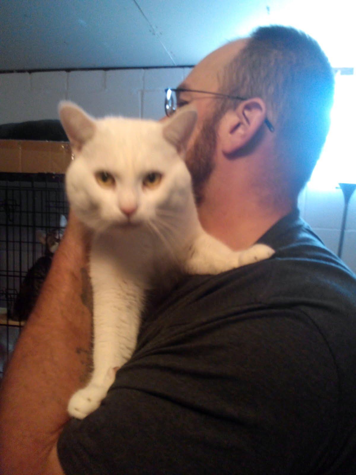 Enlarge Titan, a Adopted Domestic Short Hair in Mound, MN image 3/4