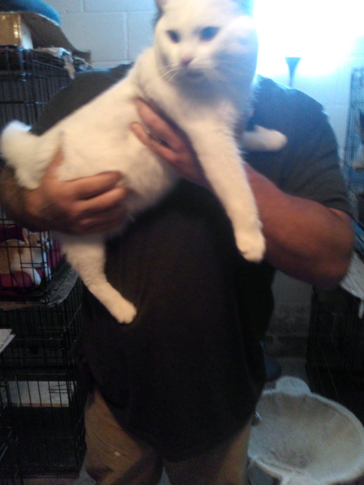 Enlarge Titan, a Adopted Domestic Short Hair in Mound, MN image 4/4