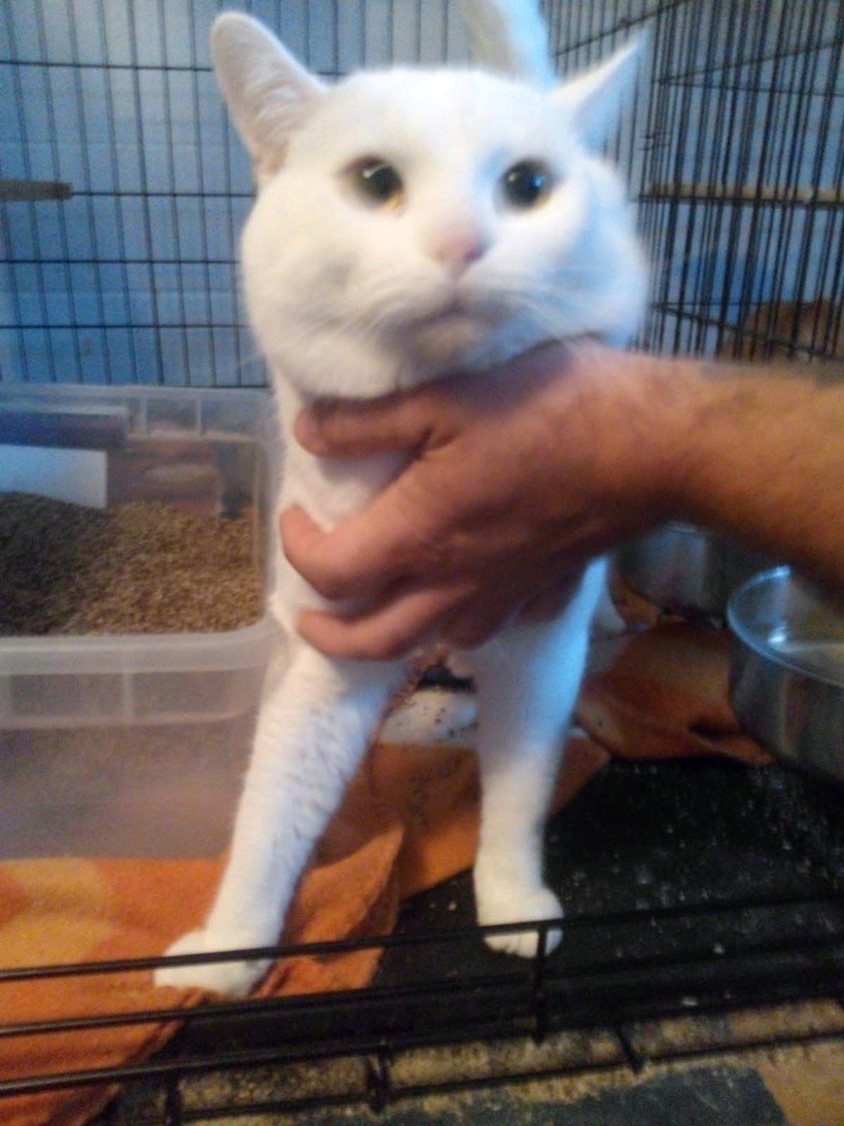 Enlarge Titan, a Adopted Domestic Short Hair in Mound, MN image 1/4