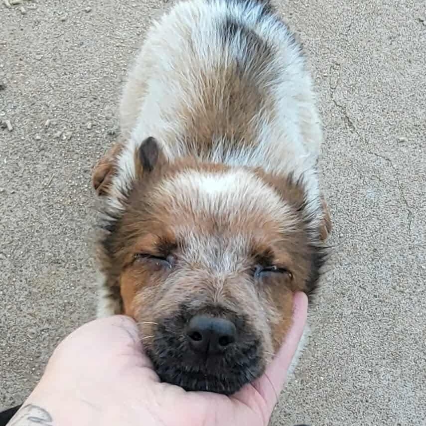 Madi, an adoptable Australian Cattle Dog / Blue Heeler in Clovis, NM, 88101 | Photo Image 3