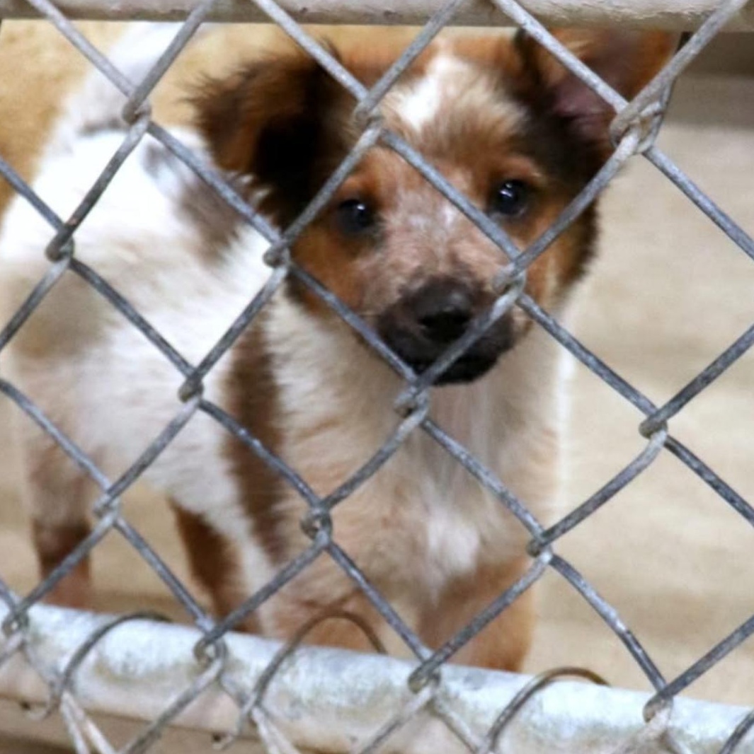Madi, an adoptable Australian Cattle Dog / Blue Heeler in Clovis, NM, 88101 | Photo Image 2