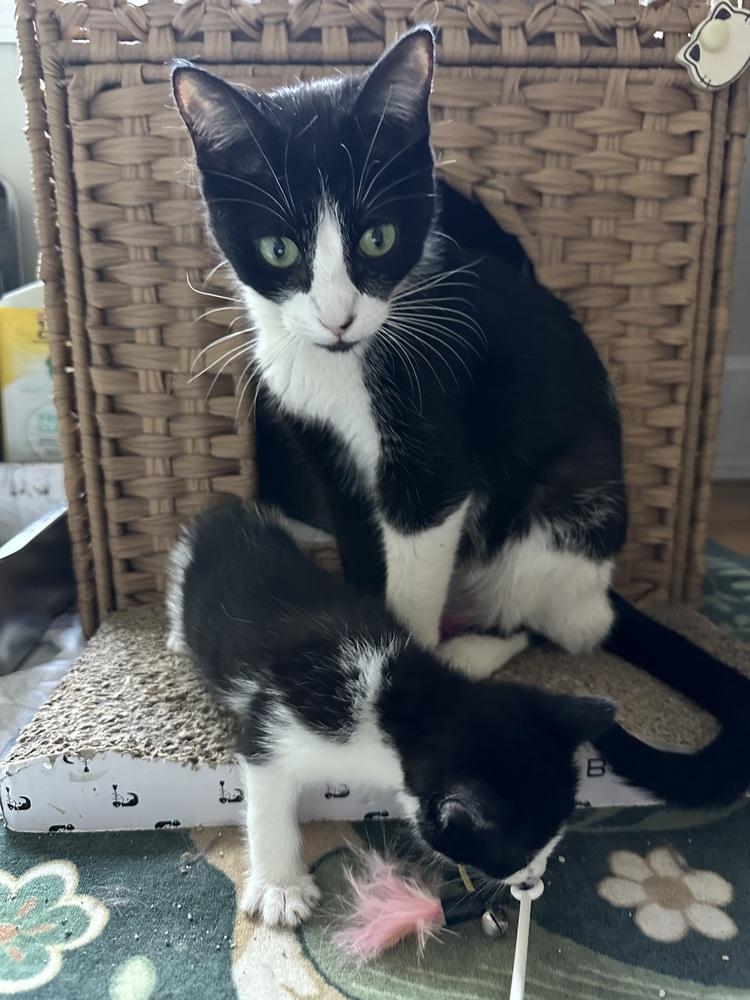 Victoria, Adoptable, Adult Female Domestic Short Hair.