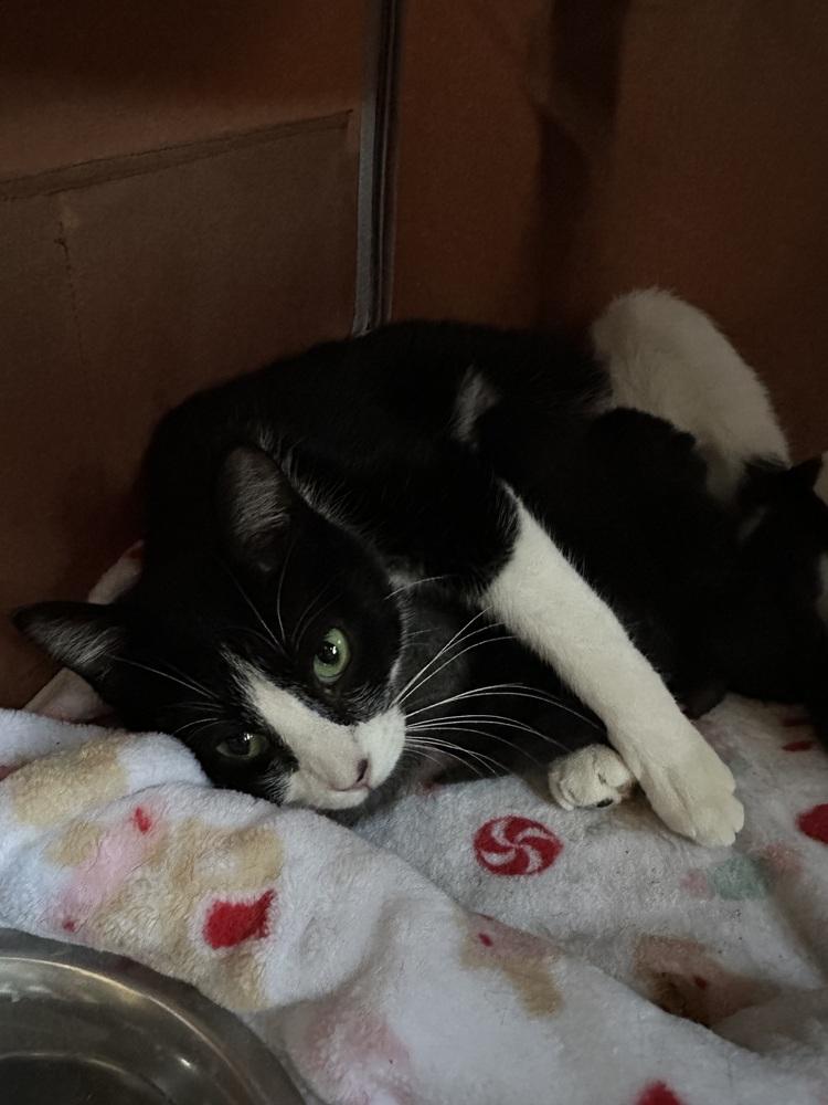 Enlarge Victoria, a Adoptable Domestic Short Hair in Oak Park, MI image 2/2