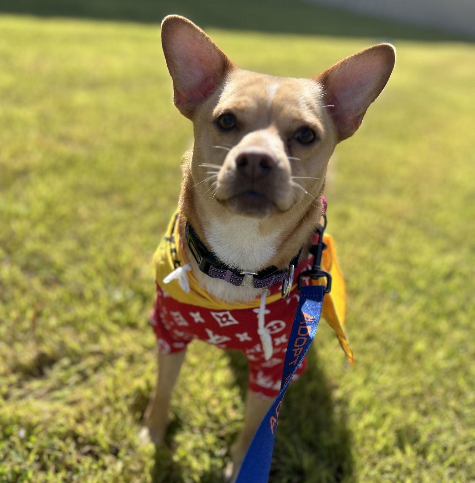 Enlarge Hardly, a Adoptable Shiba Inu in Brooklyn Center, MN image 1/3