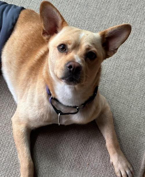 Enlarge Hardly, a Adoptable Shiba Inu in Brooklyn Center, MN image 2/3