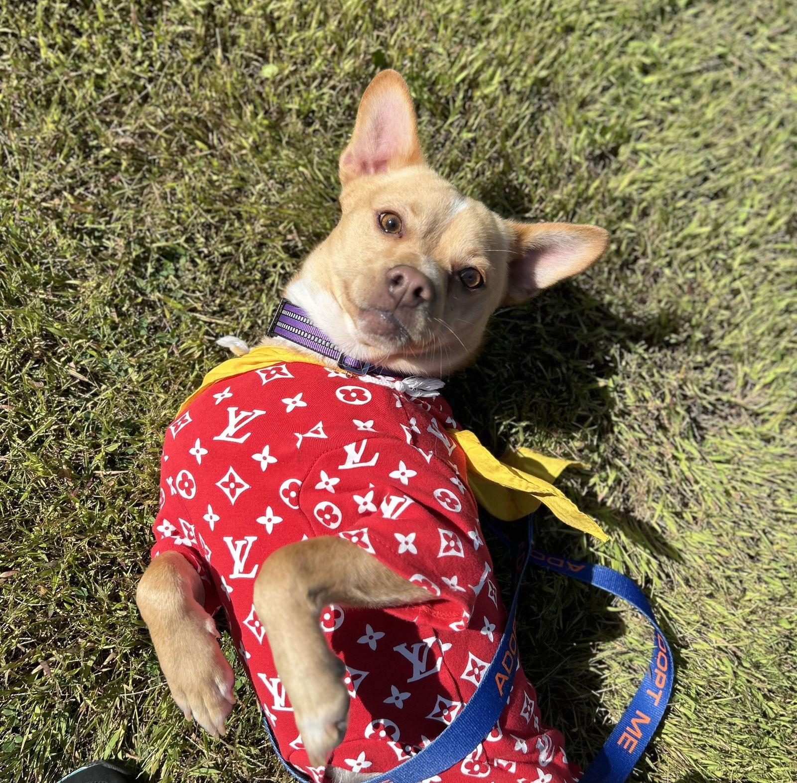 Enlarge Hardly, a Adoptable Shiba Inu in Brooklyn Center, MN image 3/3