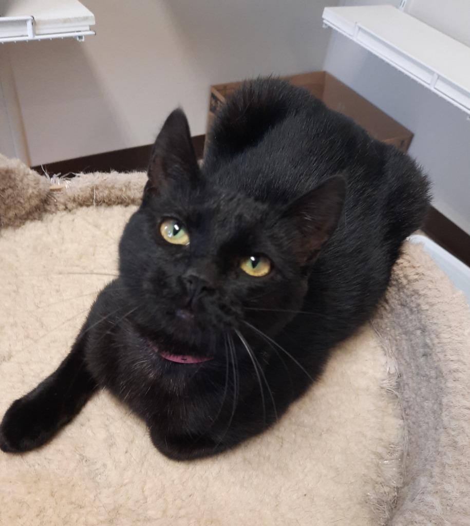 Sabrina, Adoptable, Adult Female Domestic Short Hair.