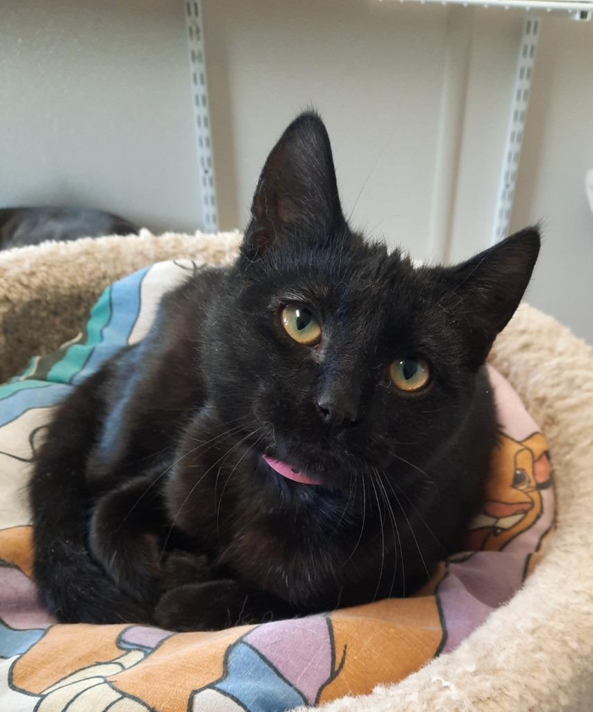 Enlarge Sabrina, a Adoptable mixed breed in Fremont, OH image 2/4