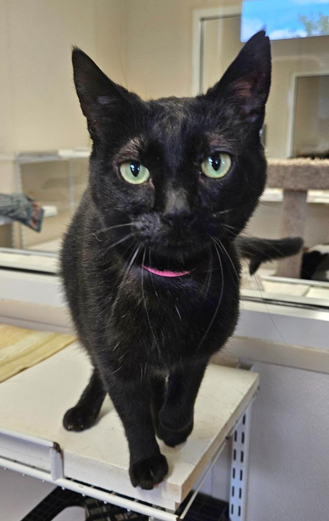 Enlarge Sabrina, a Adoptable mixed breed in Fremont, OH image 3/4
