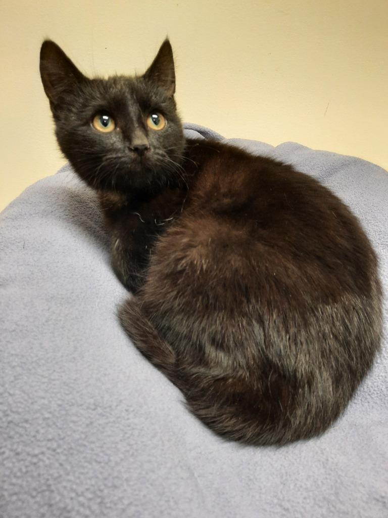Enlarge Sabrina, a Adoptable mixed breed in Fremont, OH image 4/4