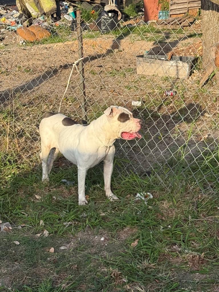 Primula, Adoptable, Senior Female American Bulldog & Terrier.