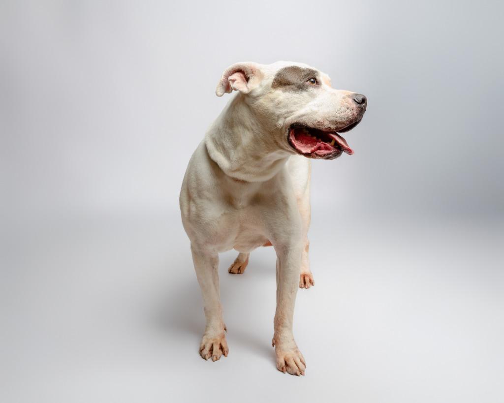 Enlarge Primula, a Adoptable mixed breed in Rockport, TX image 2/5