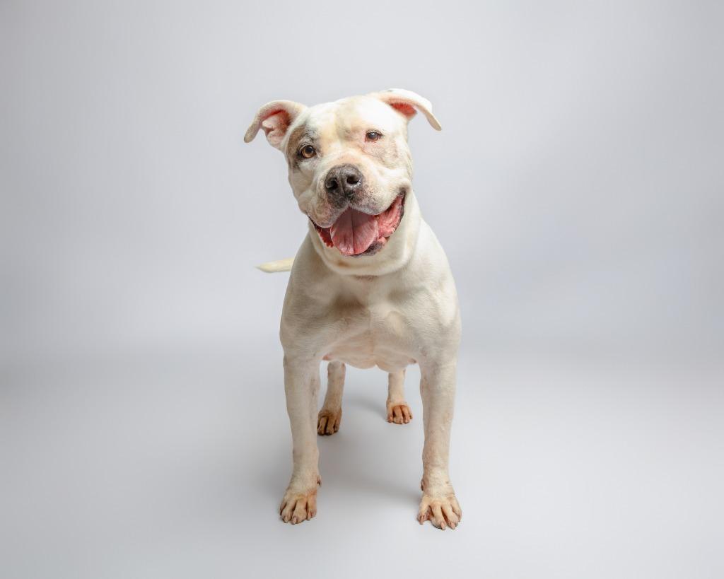 Enlarge Primula, a Adoptable mixed breed in Rockport, TX image 3/5