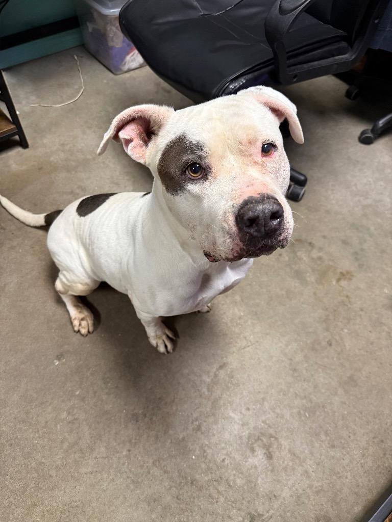 Enlarge Primula, a Adoptable mixed breed in Rockport, TX image 4/5