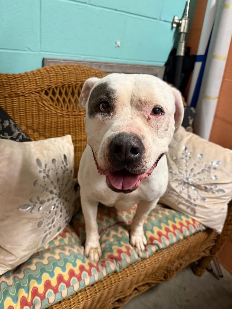 Enlarge Primula, a Adoptable mixed breed in Rockport, TX image 5/5