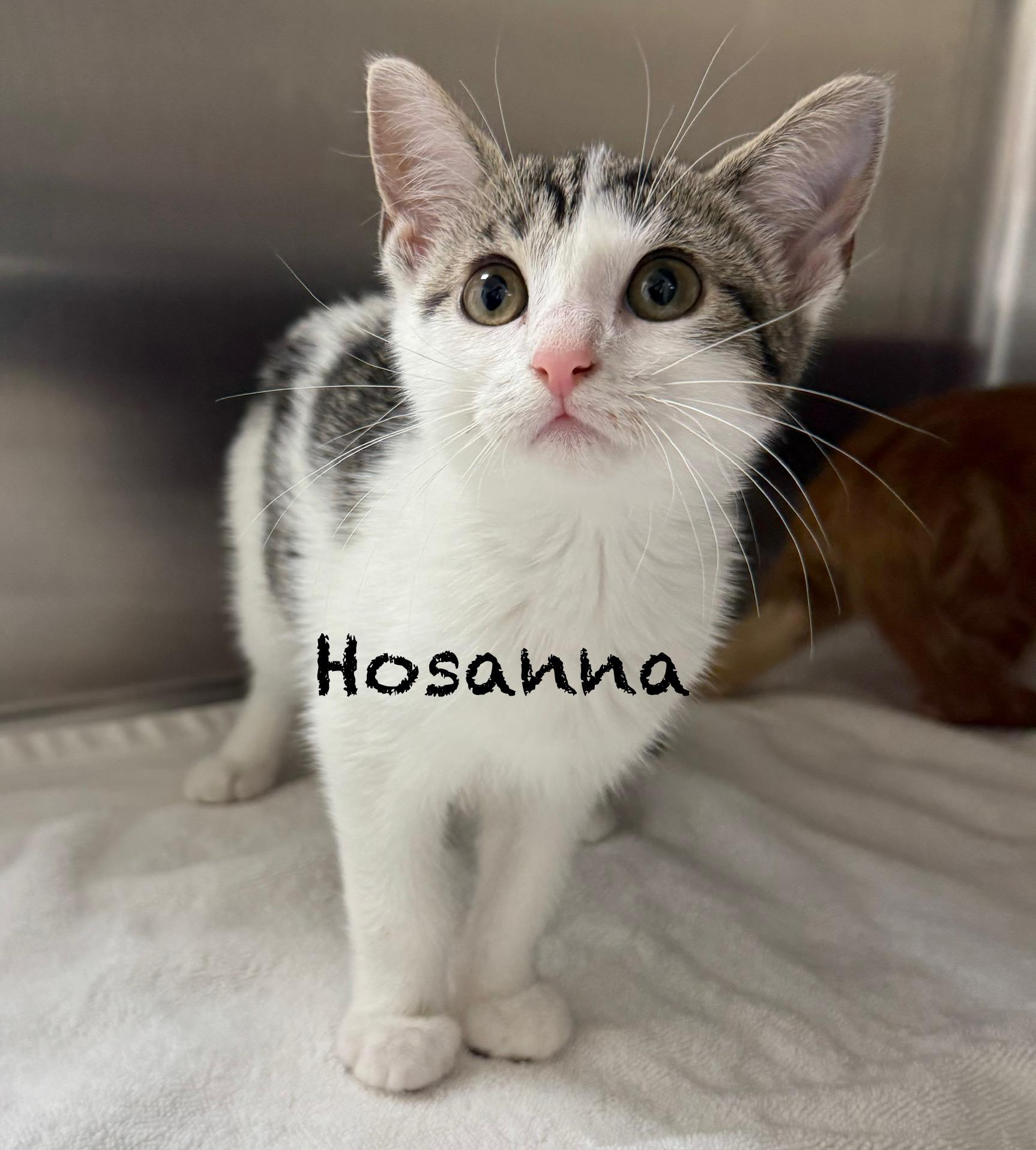 Hosana, Baby Female unknown