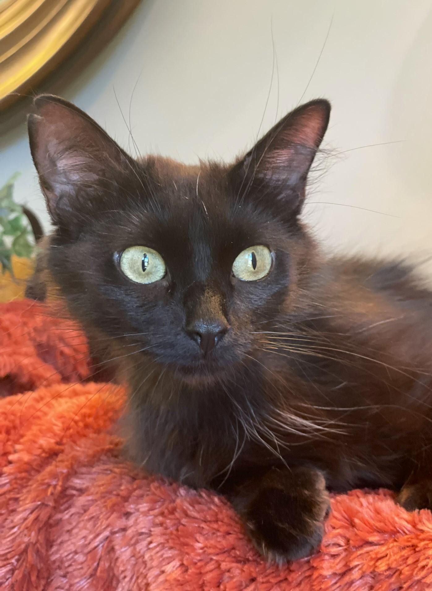 Muffin, a Adoptable Domestic Long Hair in Taylor, MI image 3/6