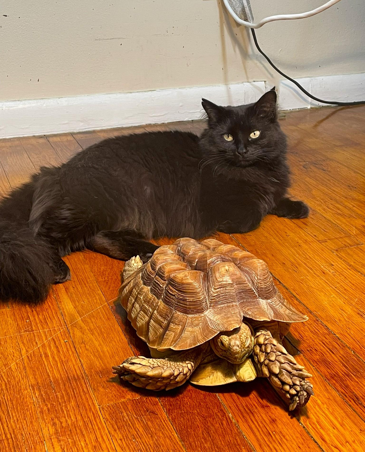 Enlarge Muffin, a Adoptable Domestic Long Hair in Taylor, MI image 4/6