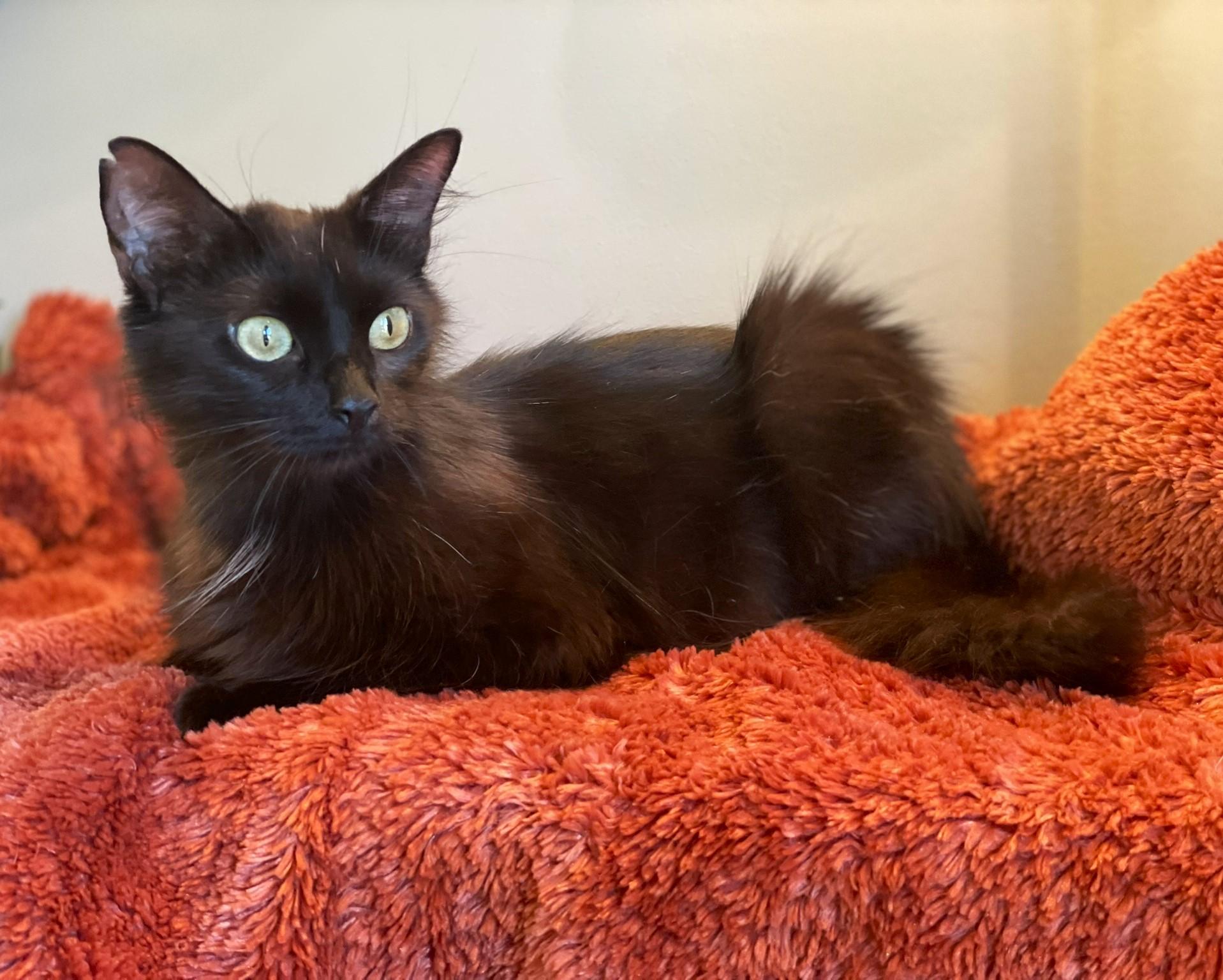 Muffin, a Adoptable Domestic Long Hair in Taylor, MI image 4/6