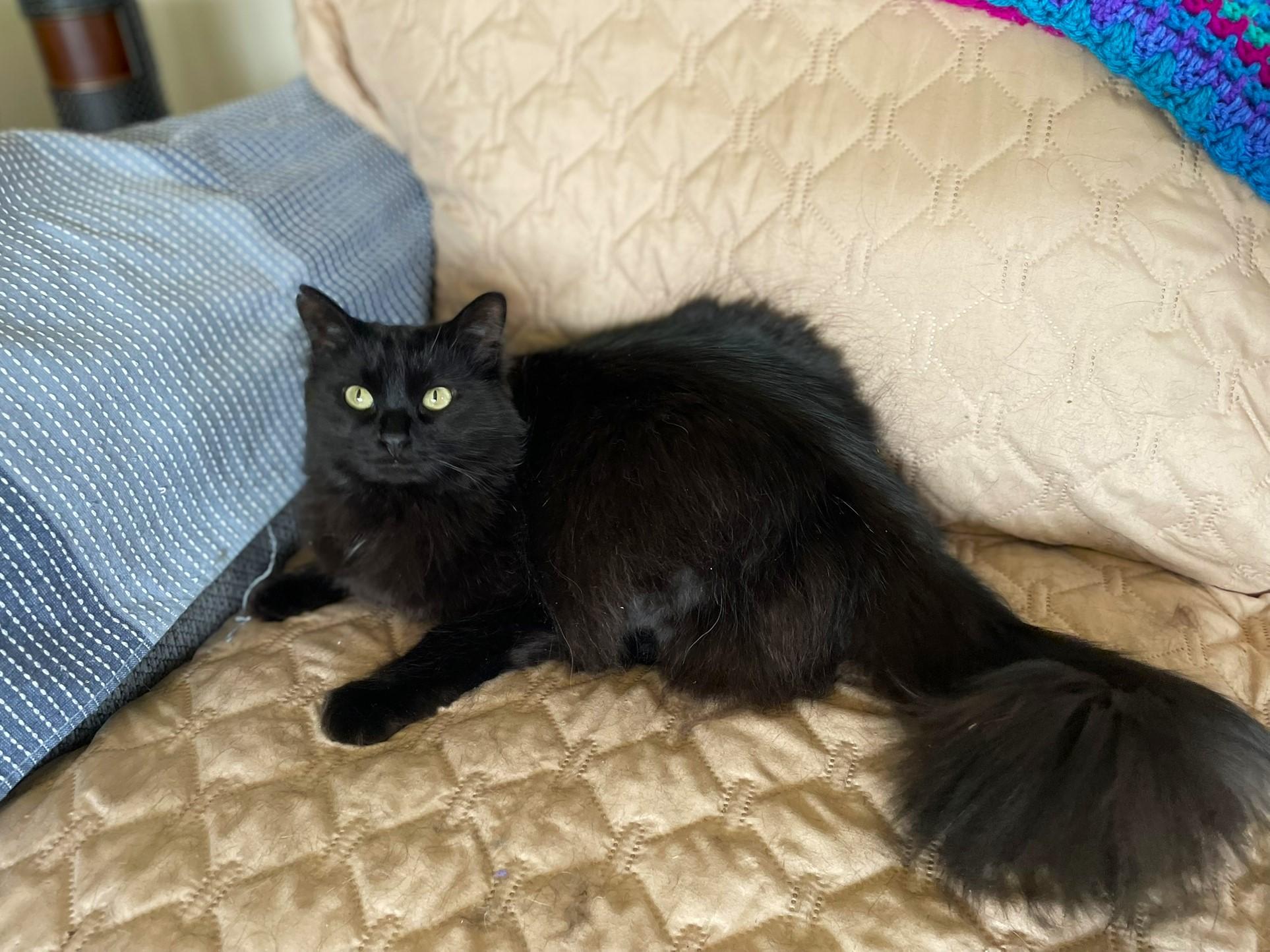 Muffin, Adoptable, Adult Female Domestic Long Hair.