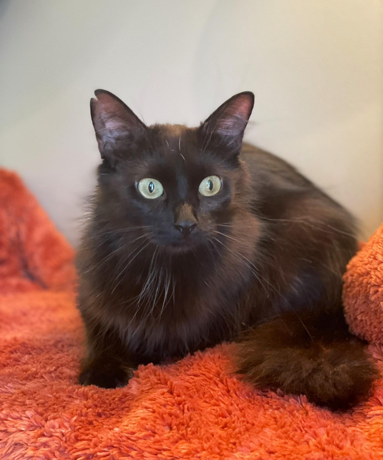 Muffin, a Adoptable Domestic Long Hair in Taylor, MI image 1/6