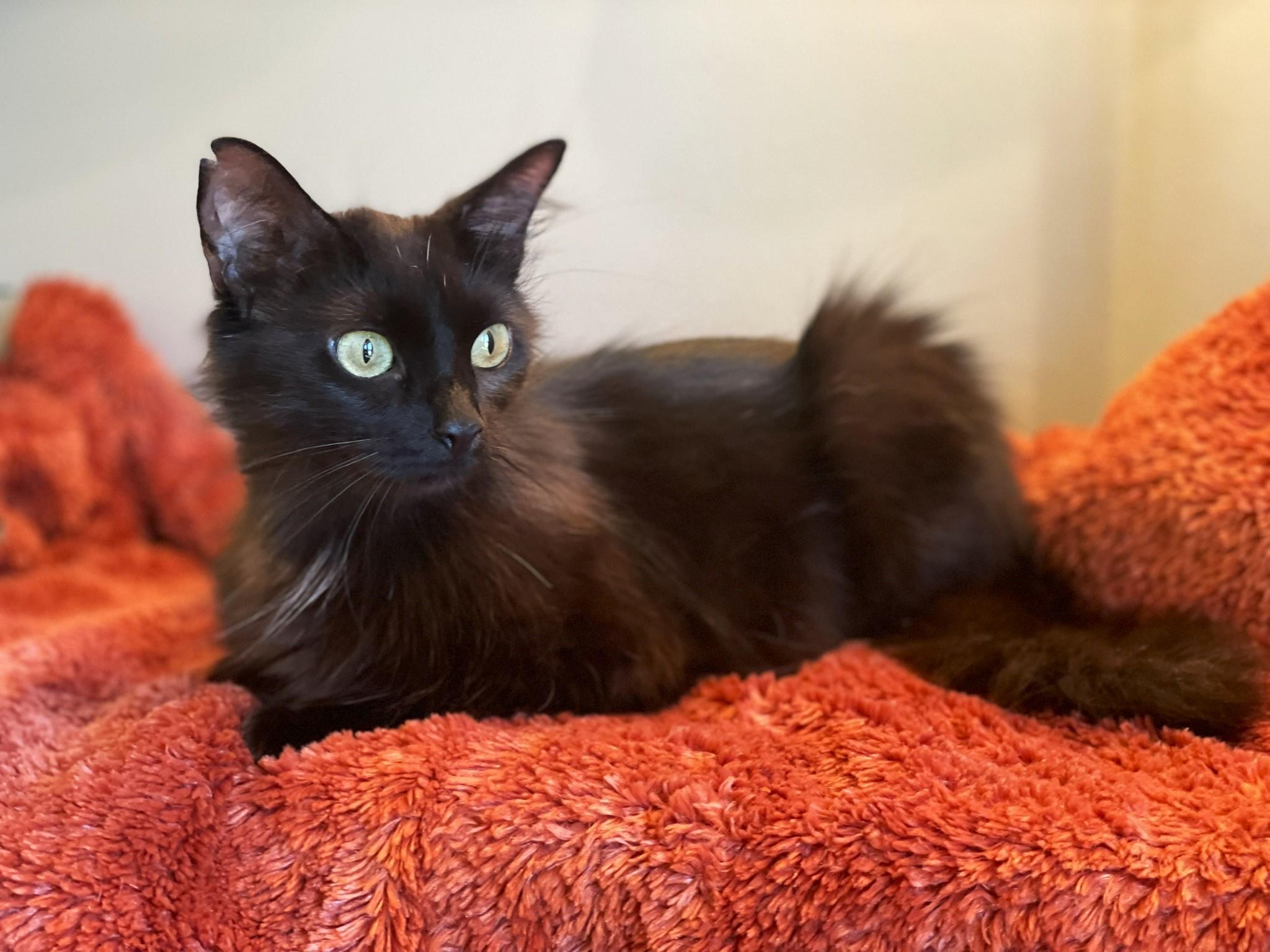 Muffin, a Adoptable Domestic Long Hair in Taylor, MI image 5/6