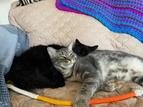 Enlarge Muffin, a Adoptable Domestic Long Hair in Taylor, MI image 6/6