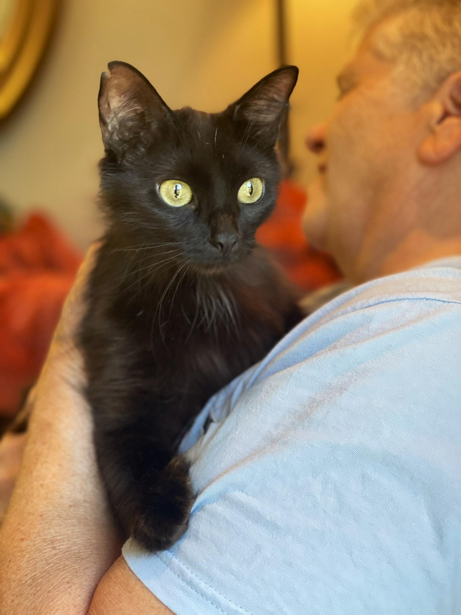 Muffin, a Adoptable Domestic Long Hair in Taylor, MI image 6/6